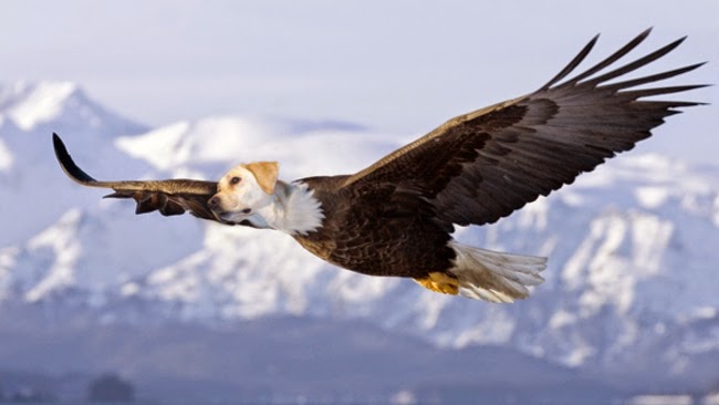 k%C3%B6pekler ku%C5%9Flar rooteto15